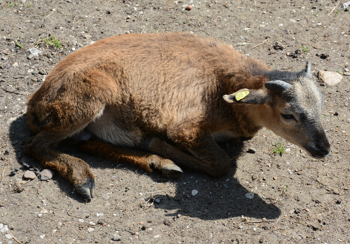 Junge Ziege im Hochwildpark Rheinland bei Kommern - 10.05.2015