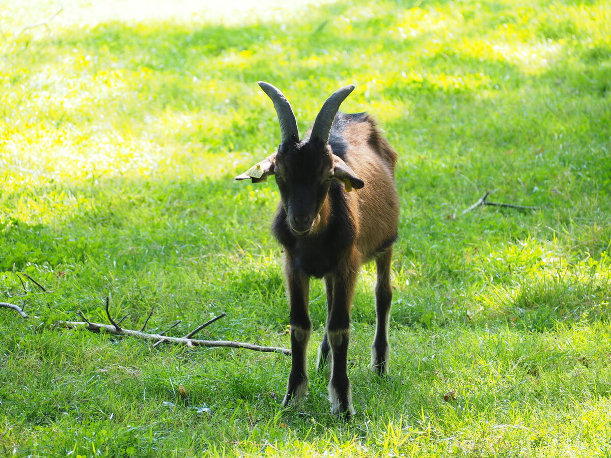 Junge Ziege im Tierpark Dessau. Foto 23.08.23