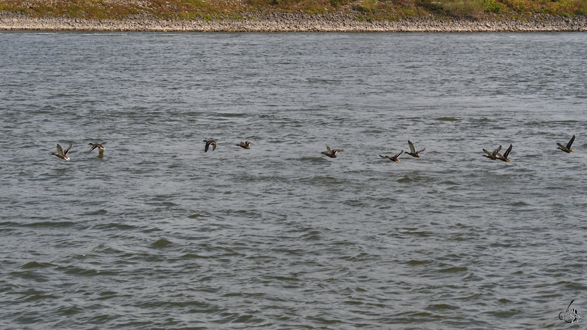 Jungenten im Tiefflug ber den Rhein. (Duisburg, August 2022)