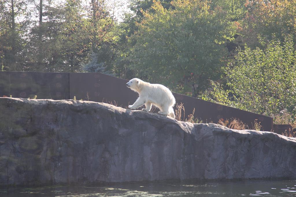 Junger Eisbr am 2.9.2018 in der Zoom Erlebniswelt in Gelsenkirchen im Teil Alaska.