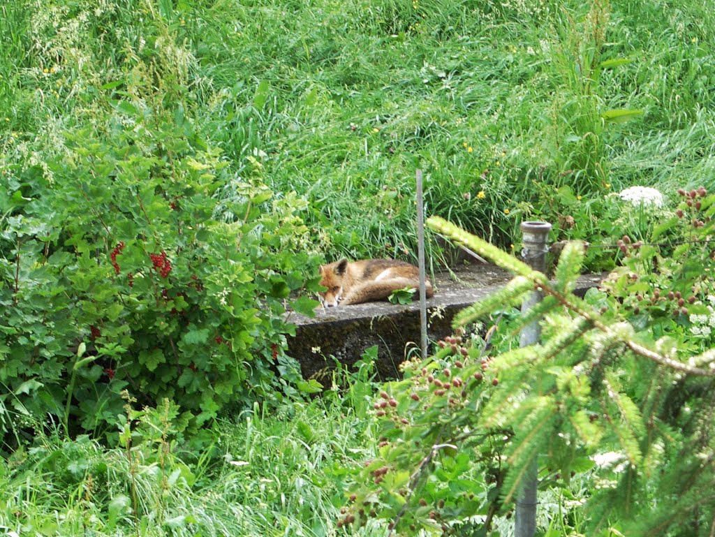 Junger Fuchs  Schau mir in die Augen, Kleines!  Hngg, Stadt Zrich - 25.06.2005