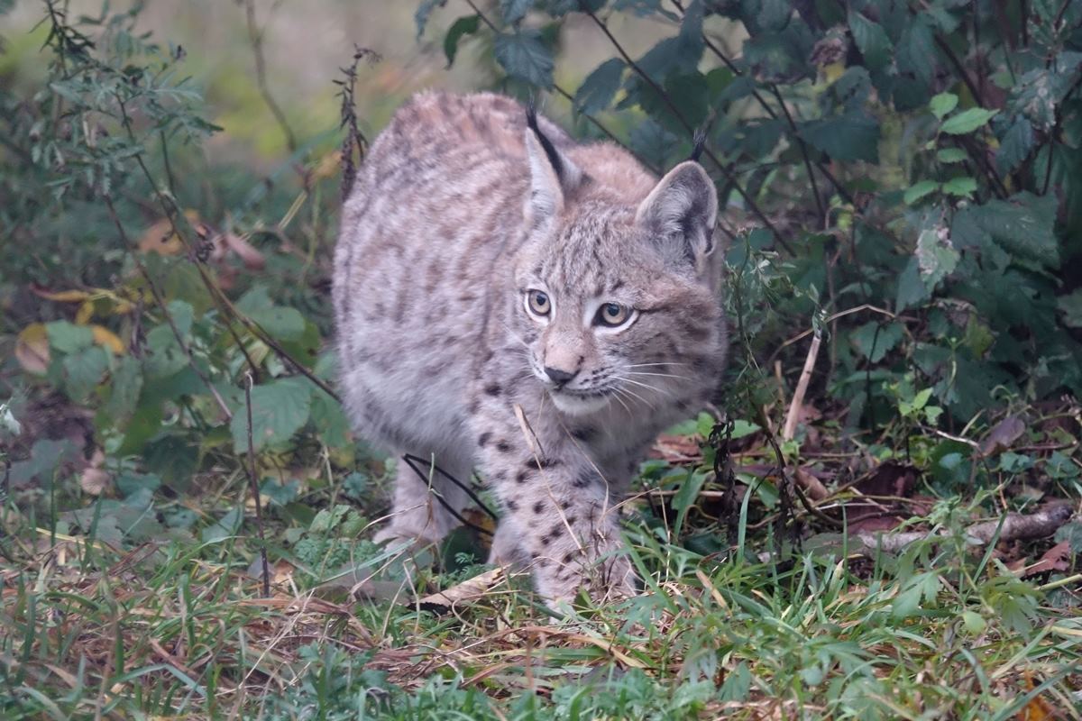 Junger Luchs im Wildpark Schorfheide an einem nebligen Herbsttag (26.10.2016)