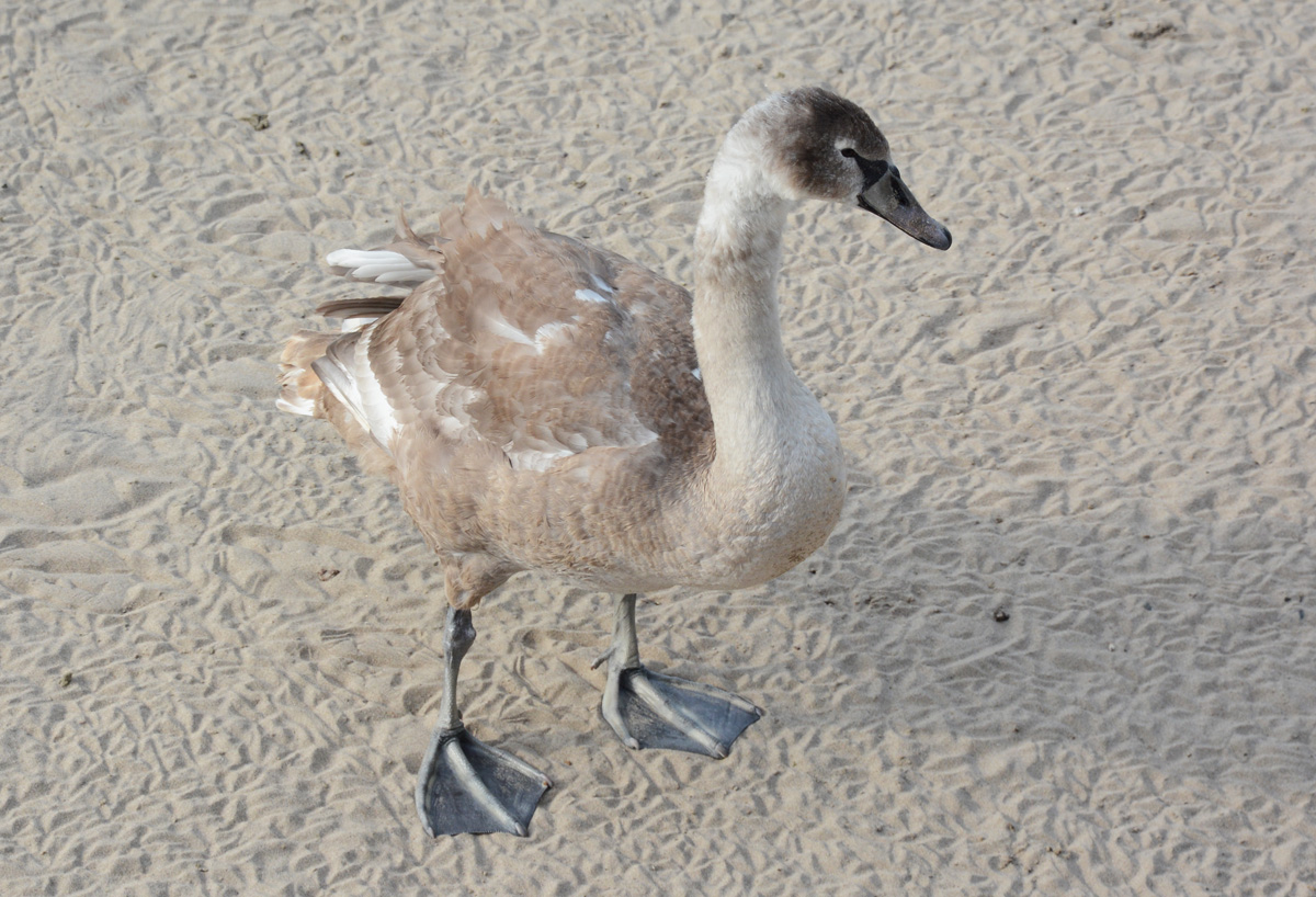 Junger Schwan am Rheinufer in Neuwied - 14.02.2015