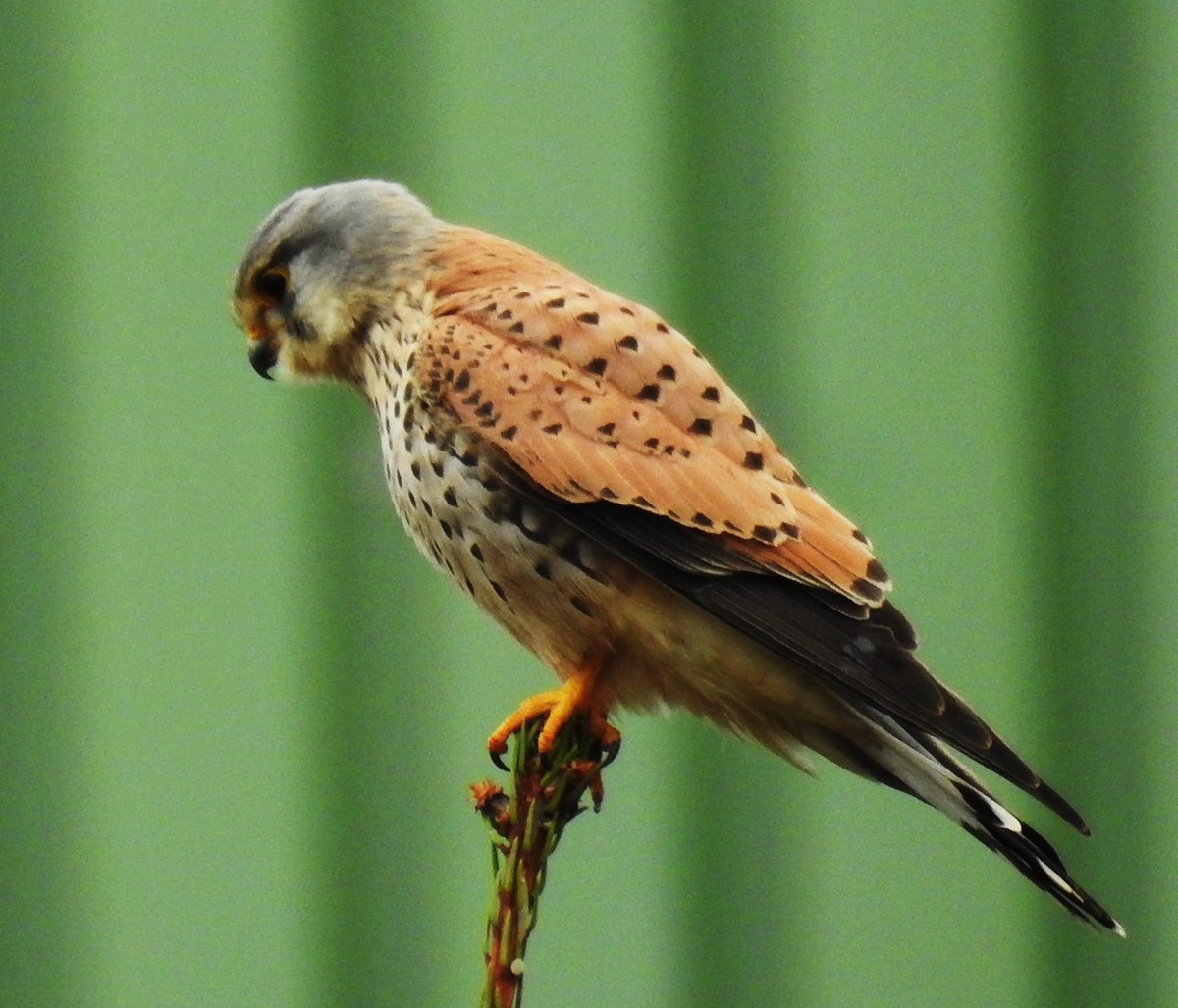 JUNGER TURMFALKE AUF AUSSICHTSPOSTEN
Dieser noch junge Turmfalke hat sich am 14.4.20 nach spielerischen  Luftgefechten  mit Gleichaltrigen auf der
Baumspitze direkt an der Bahnstrecke SIEGEN-BETZDORF in NIEDERSCHELDEN niedergelassen.....