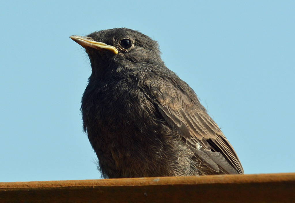 Junges Hausrotschwnzchen am Gartenzaun - 28.07.2014