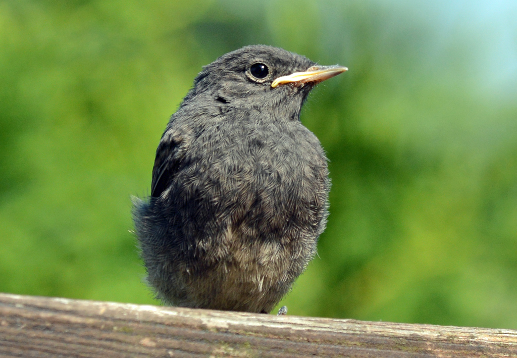 Junges Hausrotschwnzchen (Phoenicurus ochruros) auf dem Gartenzaun - 28.07.2014