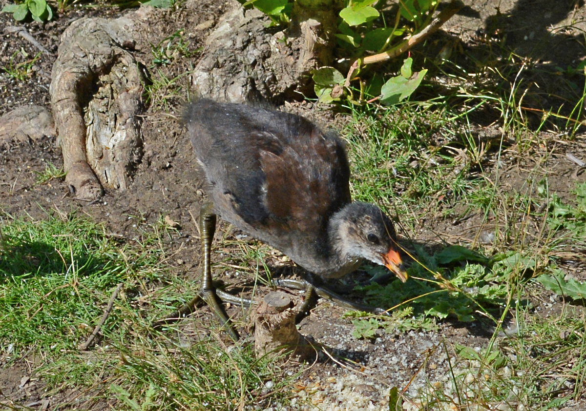 Junges Teichhuhn im Freizeitpark Rheinbach - 31.07.2015