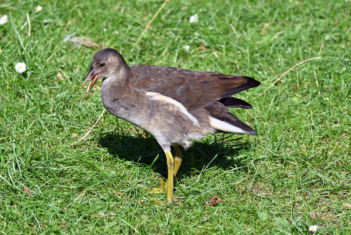 Junges Teichhuhn mit  riesigen Fen  im Freizeitpark Rheinbach - 10.09.2020