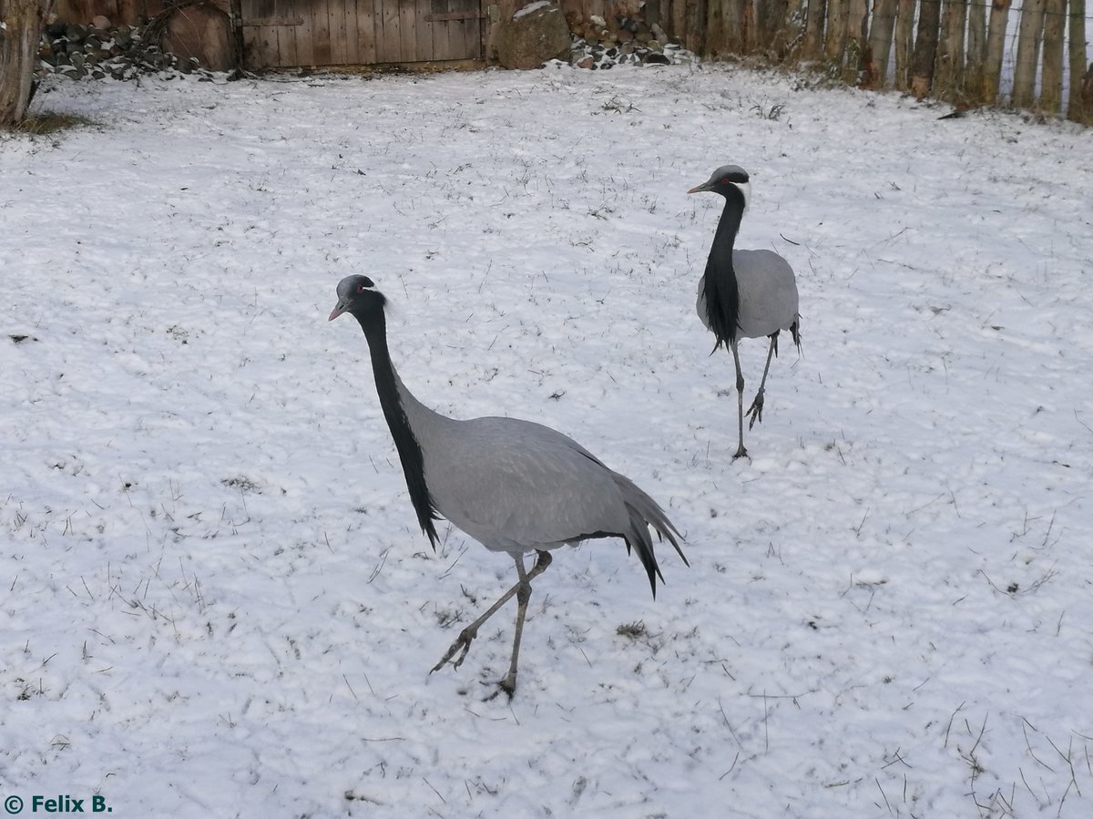 Jungfernkraniche im Tierpark Greifswald am 08.01.2017