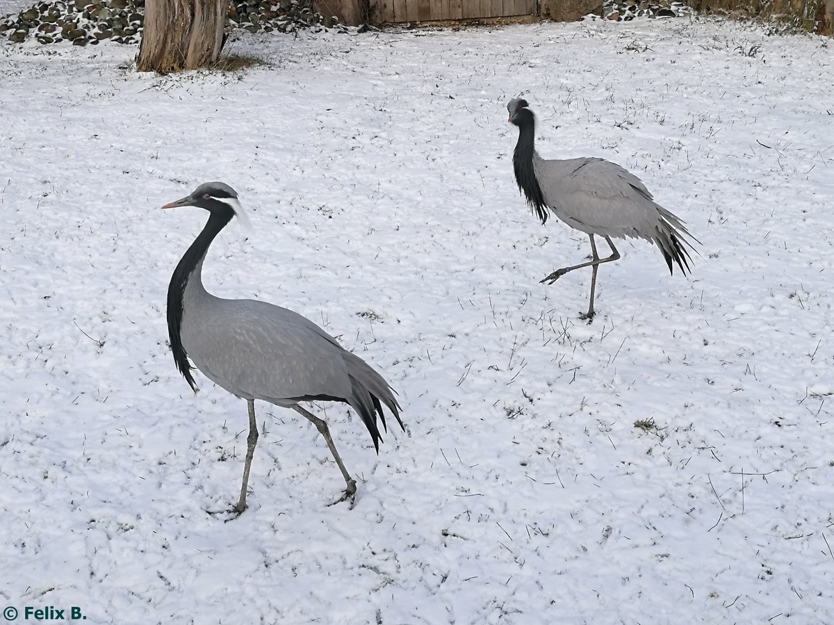 Jungfernkraniche im Tierpark Greifswald am 08.01.2017