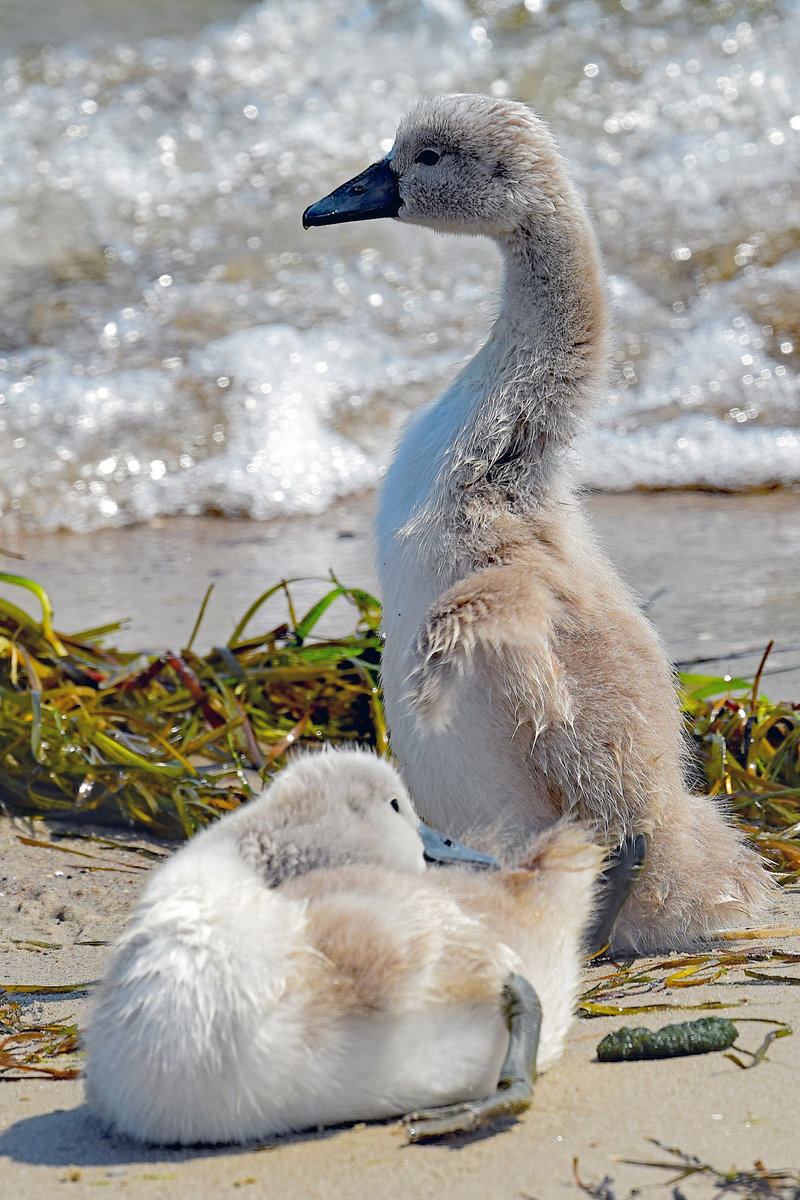 Jungschwne an der Ostsee bei Lbeck-Travemnde. 27.06.2020