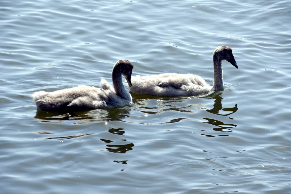 Jungschwne auf der Schlei (ARNIS, Kreis Schleswig-Flensburg/Deutschland, 17.07.2021)