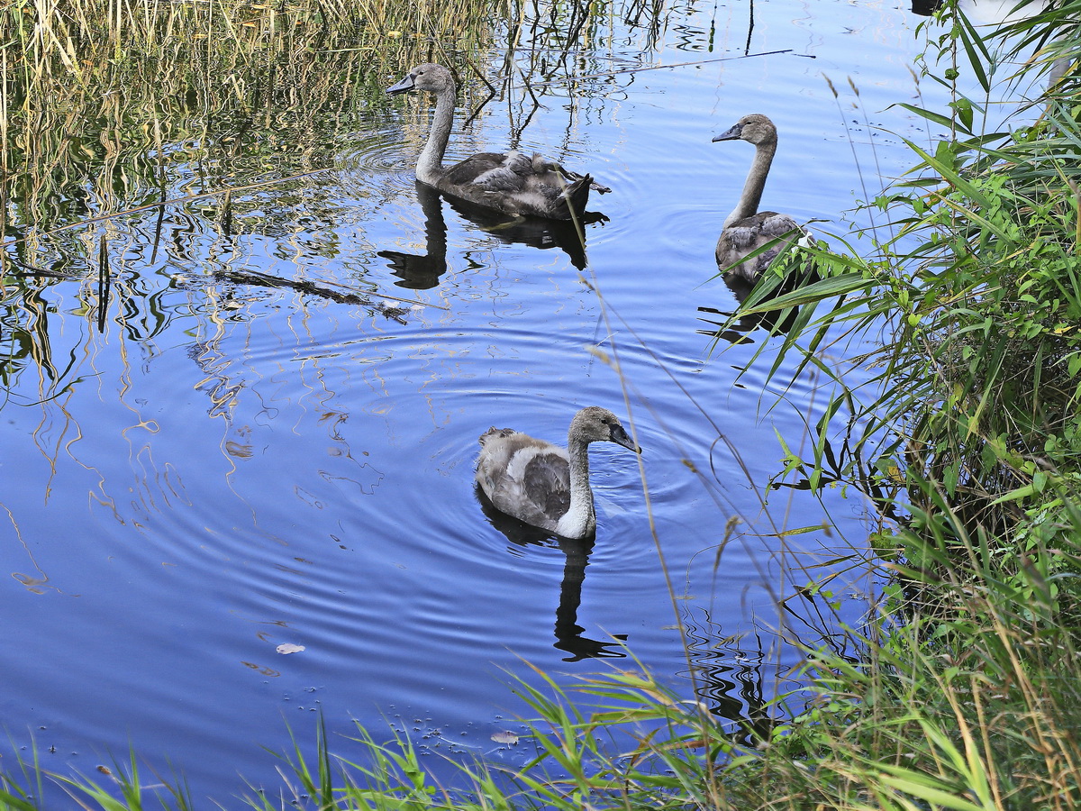 Jungschwne im Sackkanal bei Heringsdorf am 29. August 2019.