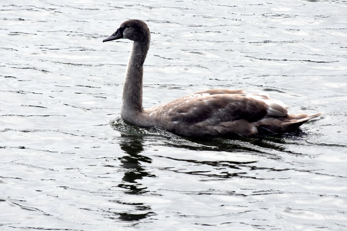 Jungschwan auf dem Weien See im Ortsteil Weiensee (BERLIN/Deutschland, 17.10.2019)