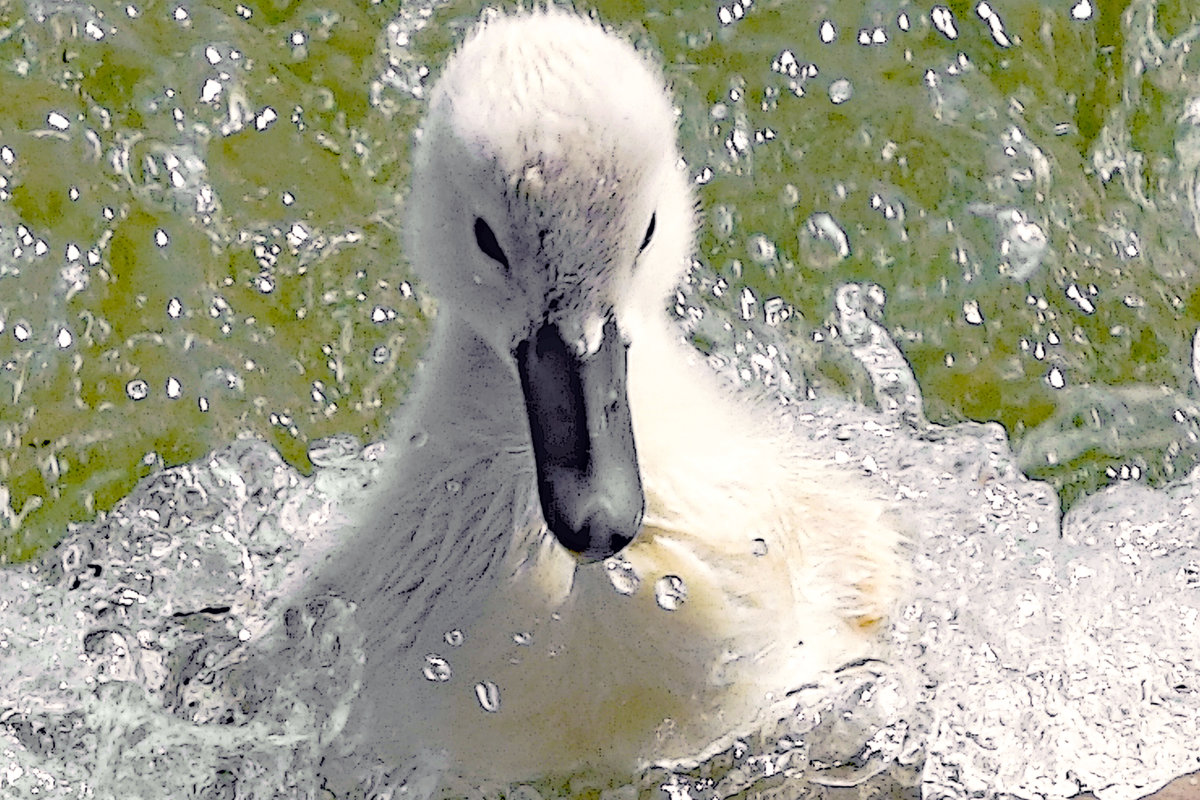 Jungschwan in der Ostsee bei Lbeck-Travemnde. 27.06.2020