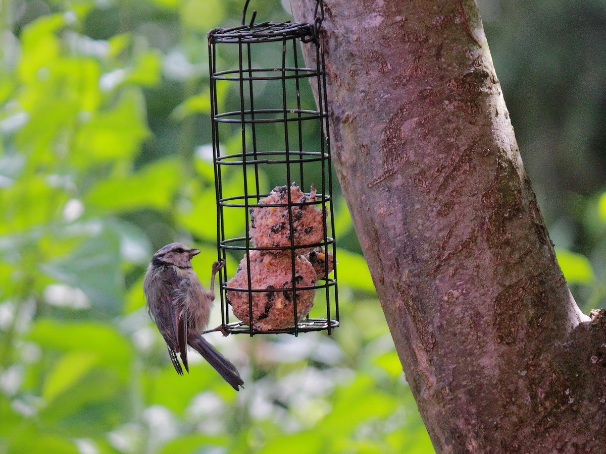 Jungspatz interessiert sich fr das Rest Essen am 14. Juni 2015 in Berlin Rudow.