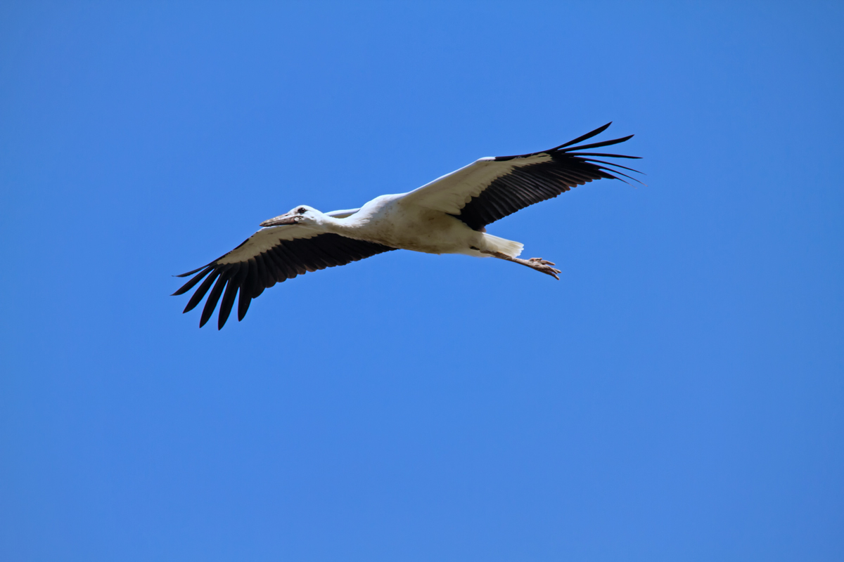 Jungstorch fliegt zum Nest. - 03.08.2015
