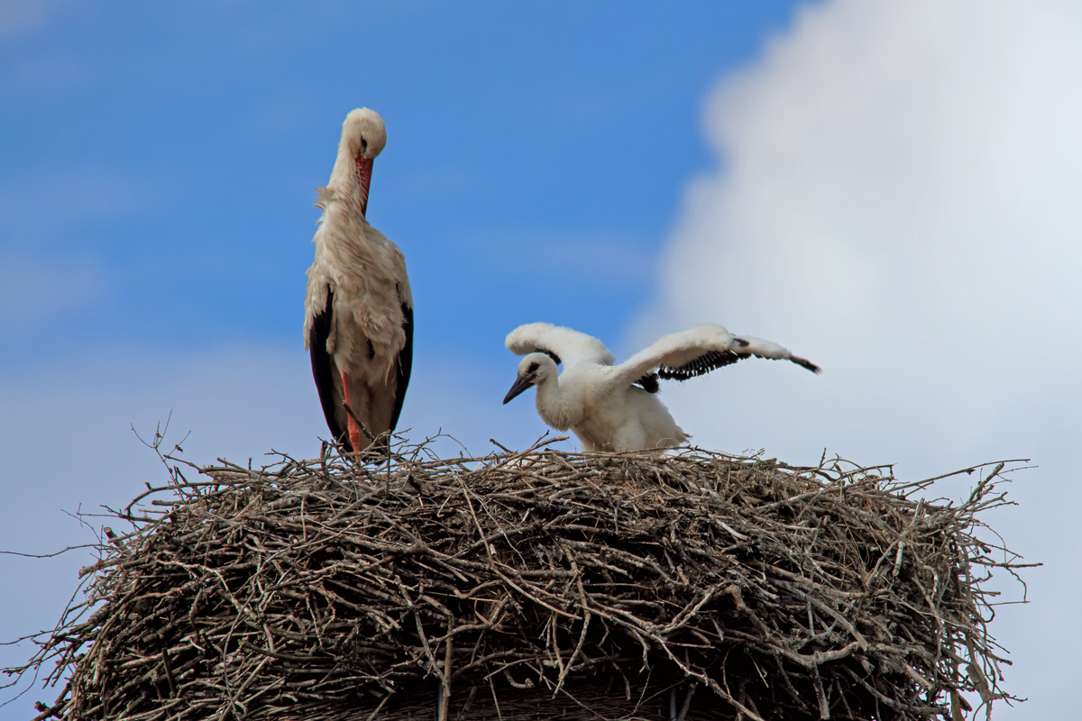 Jungstorch testet seine Flgel, in dem er sie in den Wind stellt. - 23.06.2015