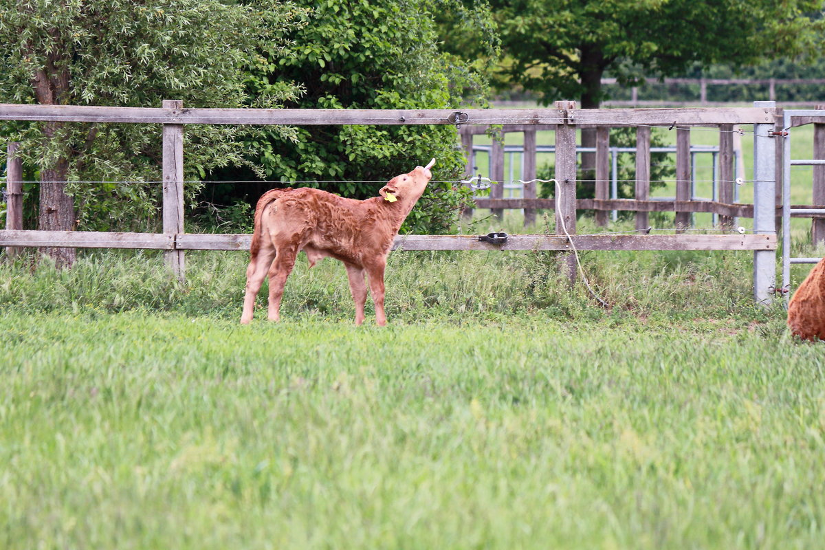 Jungtier der Limousin-Rinder vom Milchhof in Berlin steht hier im Landschaftspark Rudow-Altglienicke am 10. Mai 2020