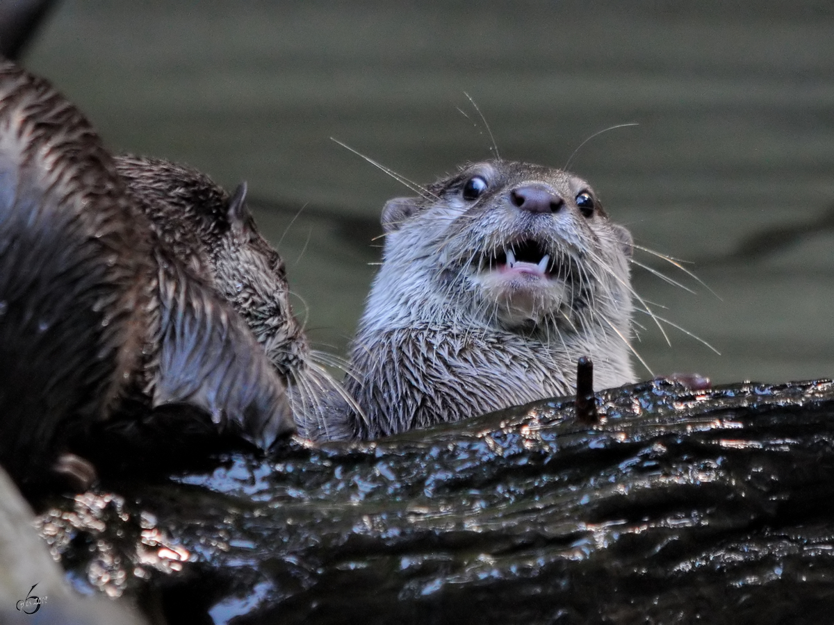 Kmpfe bei den Zwergottern im Zoo Dortmund. (September 2010)