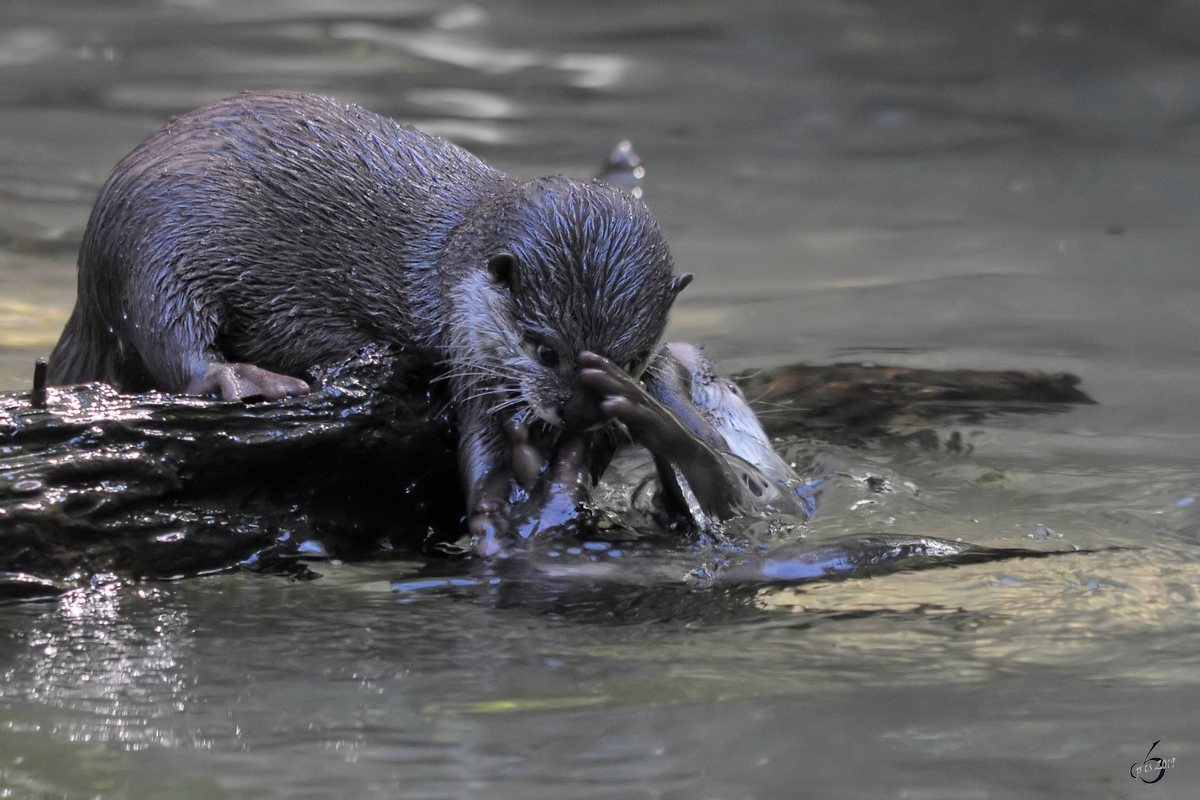 Kmpfe bei den Zwergottern im Zoo Dortmund. (September 2010)