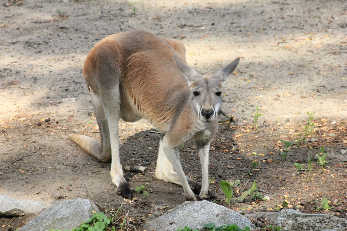 Känguru am 23.07.2015 im Zoo in Wroclaw (Breslau). 
