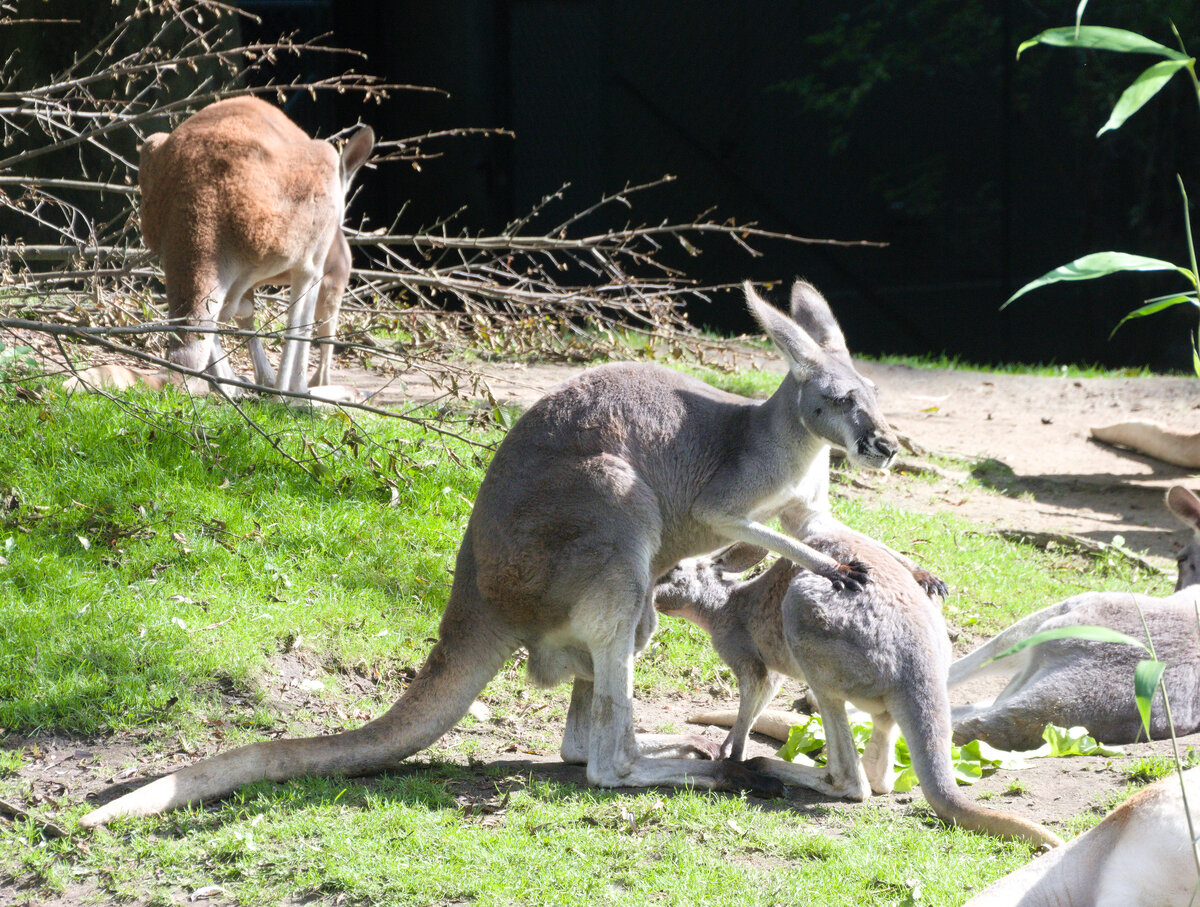 Kngurumutter mit Jungtier (rotes Riesenknguru) am 14.09.2021 im Tierpark Hagenbeck in Hamburg. 