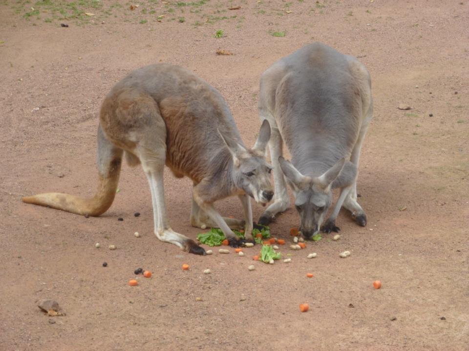 Kngurus beim Mittagessen im ZOO Hannover