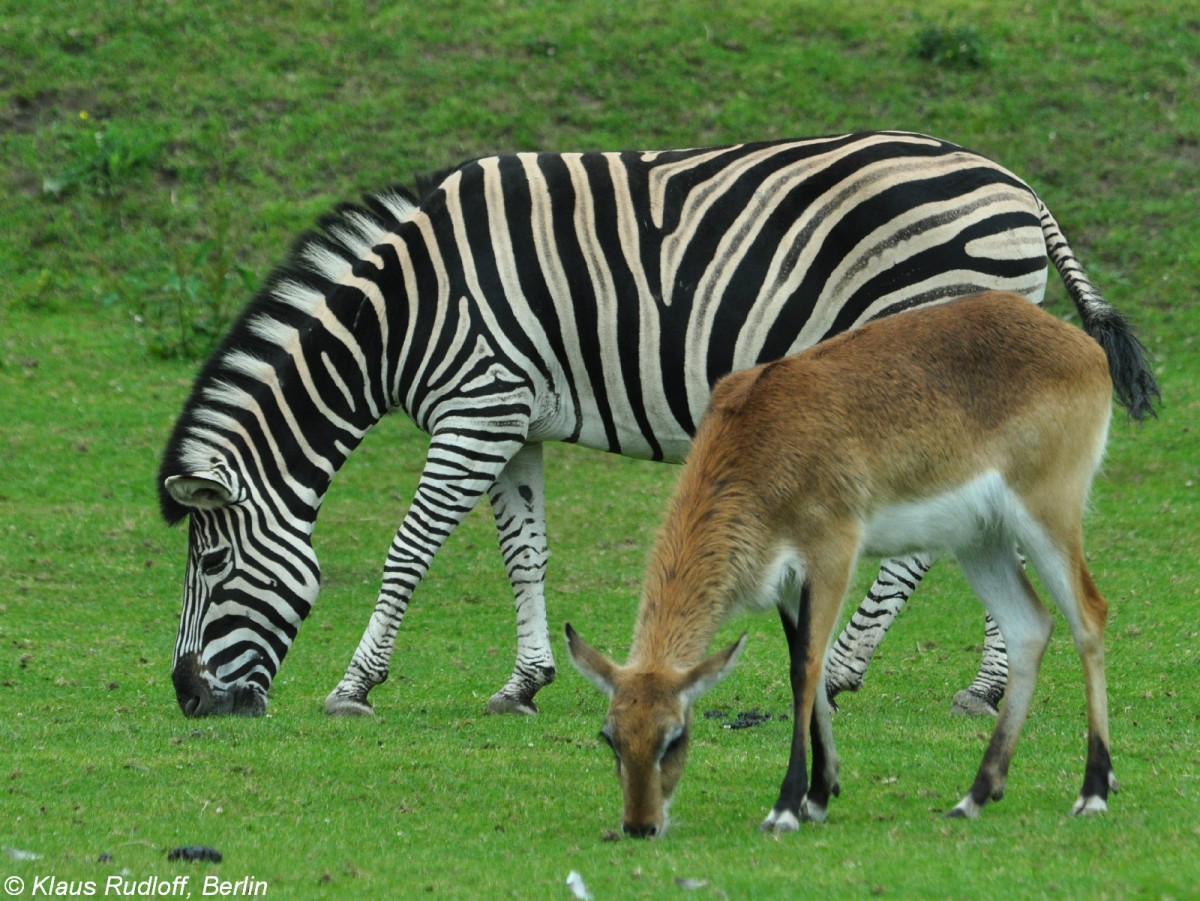 Kafue-Wasserbock (Kobus lechwe kafuensis) und Chapman-Zebra (Equus quagga chapmani) im Zoo und Botanischen Garten Pilsen (Plzen, Juni 2015).