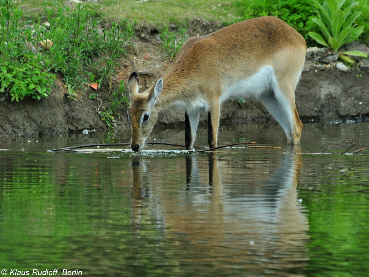 Kafue-Wasserbock (Kobus lechwe kafuensis). Weibchen im Zoo und Botanischen Garten Pilsen (Plzen, Juni 2015).