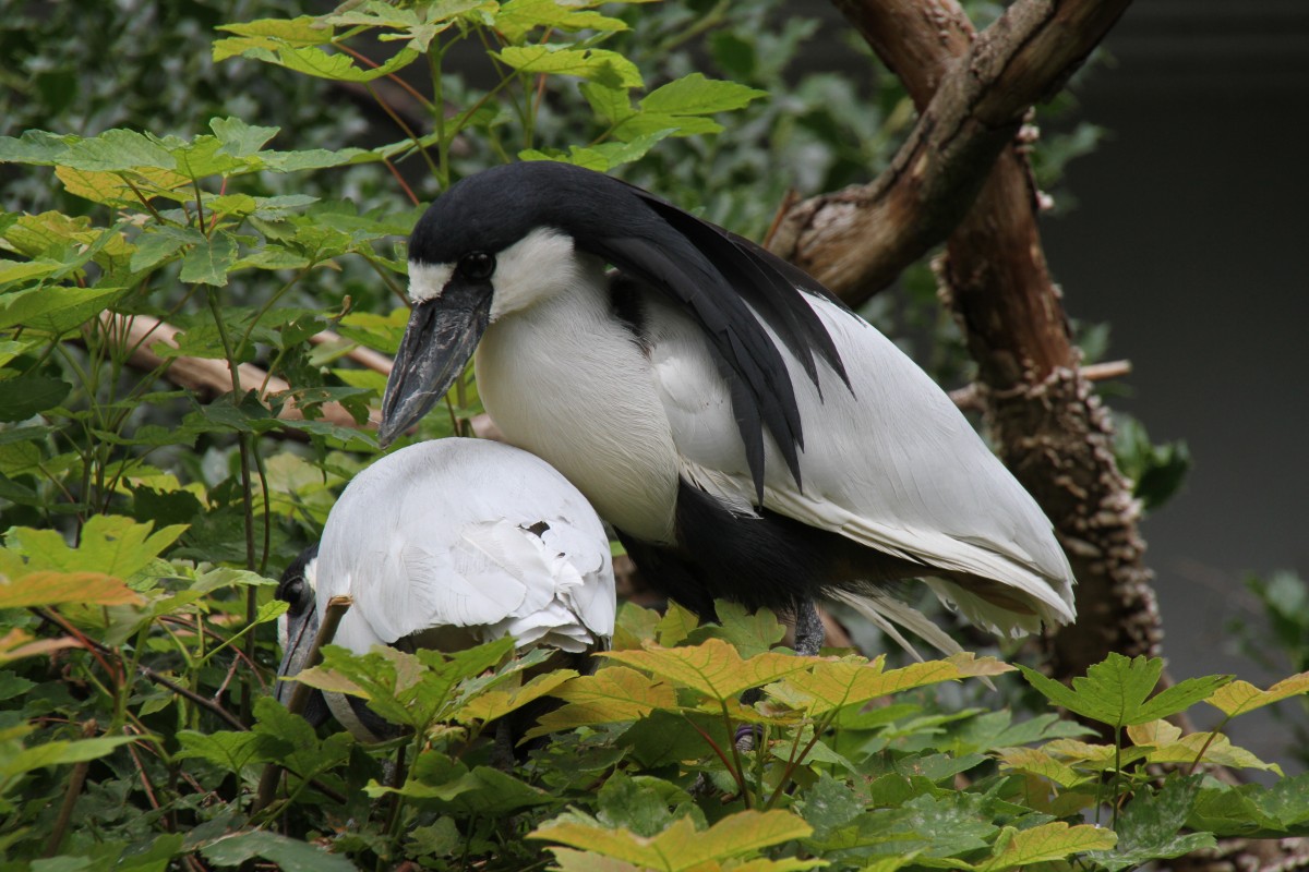 Kahnschnabel (Cochlearius cochlearius) am 3.8.2010 im Frankfurter Zoo.