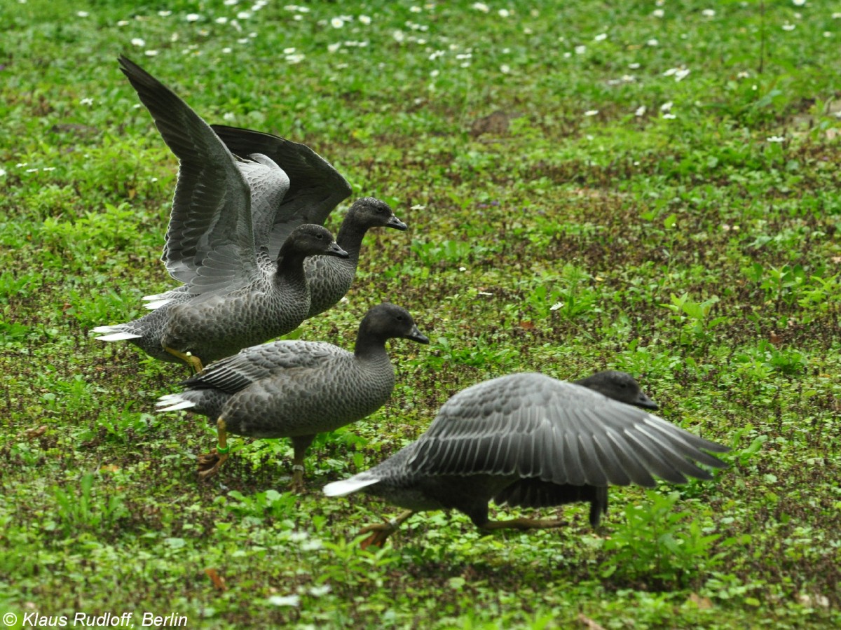 Kaisergans (Anser canagicus). Jungvgel im Tierpark Cottbus (August 2015).