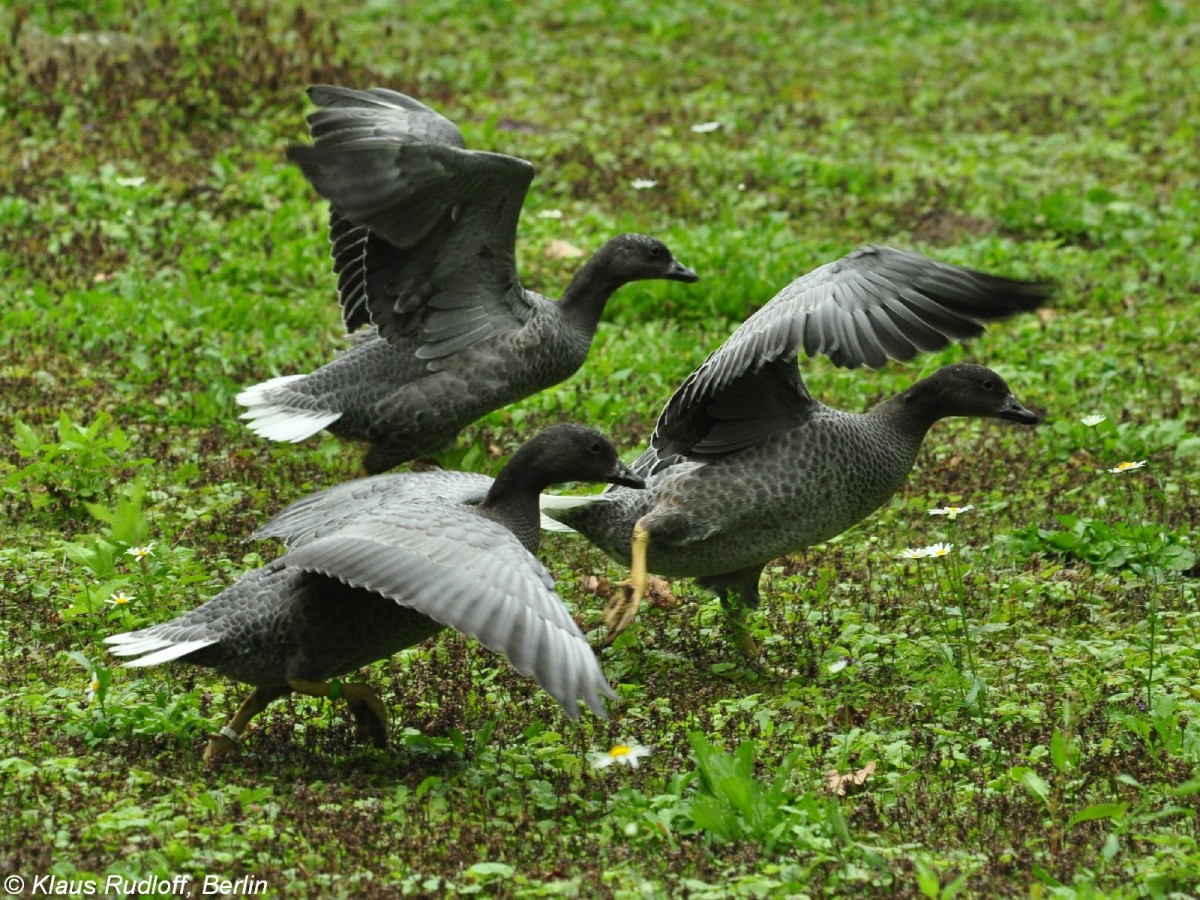 Kaisergans (Anser canagicus). Jungvgel im Tierpark Cottbus (August 2015).