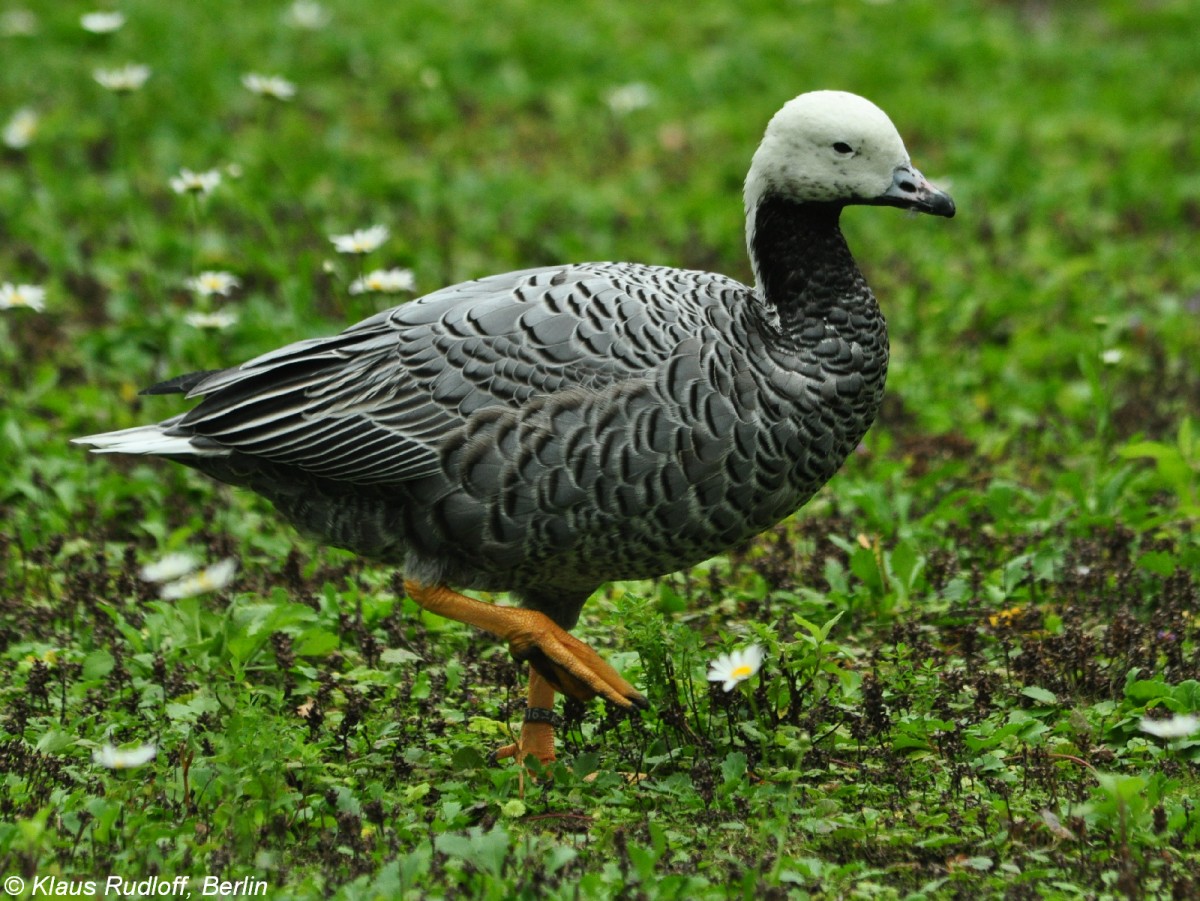 Kaisergans (Anser canagicus) im Tierpark Cottbus (August 2015).