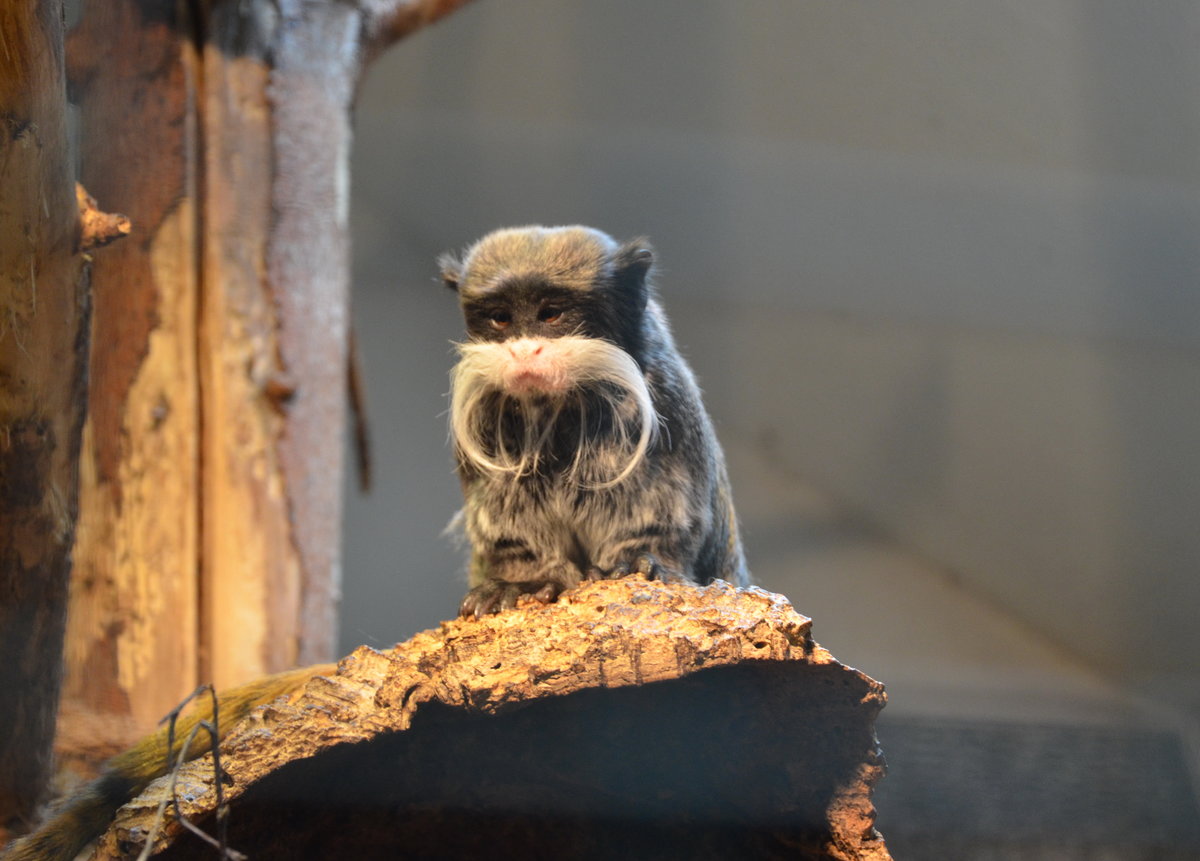 Kaiserschnurrbart -Tamarin,  eine  Primatenart der Familie der Krallenaffen. Im Cottbuser Zoo am 19.05.2017.