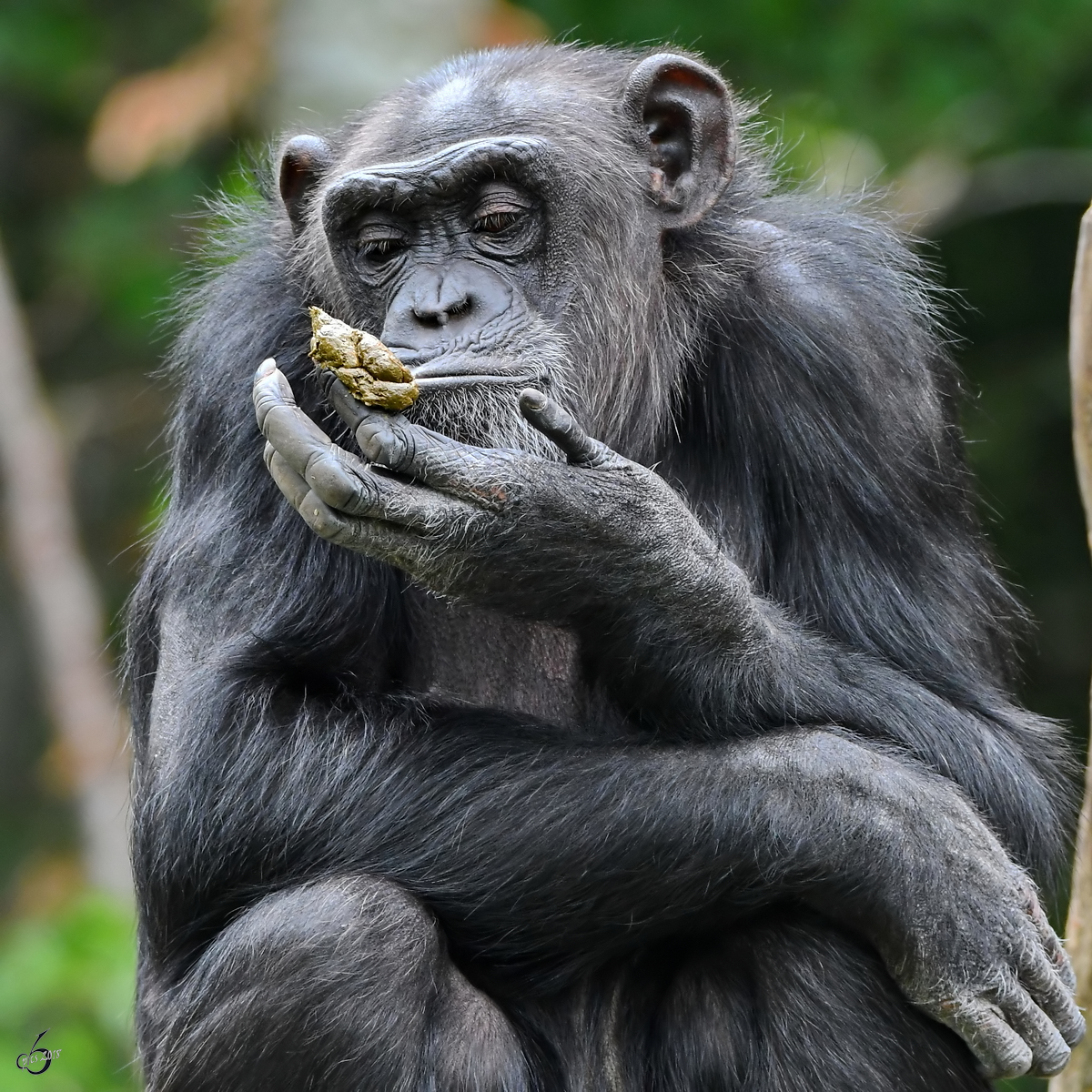 Kaka...!? Ein Schimpanse mit Exkrementen in der Hand. (Zoo Aalborg, Juni 2018)