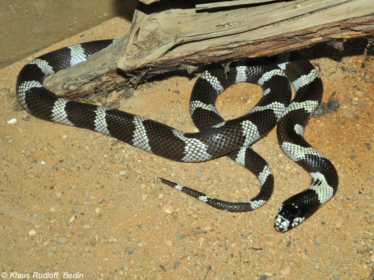 Kalifornische Knigsnatter (Lampropeltis getulus californiae) im Zoo und Botanischen Garten Pilsen (Plzen, Juni 2015). 