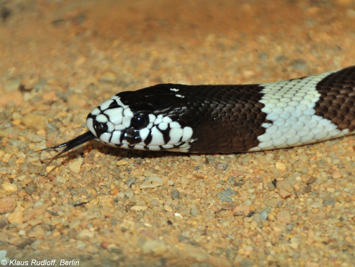 Kalifornische Knigsnatter (Lampropeltis getulus californiae) im Zoo und Botanischen Garten Pilsen (Plzen, Juni 2015). 