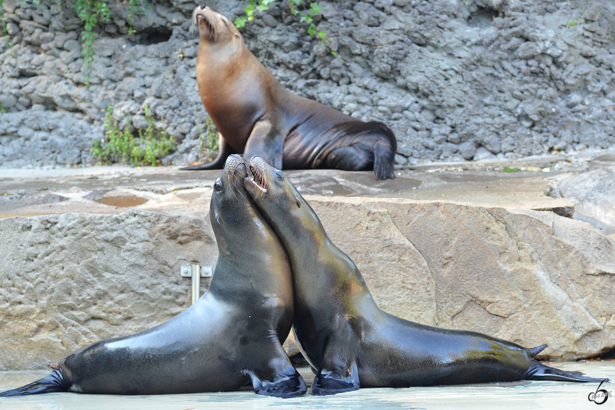 Kalifornische Seelwen im Zoo Duisburg.