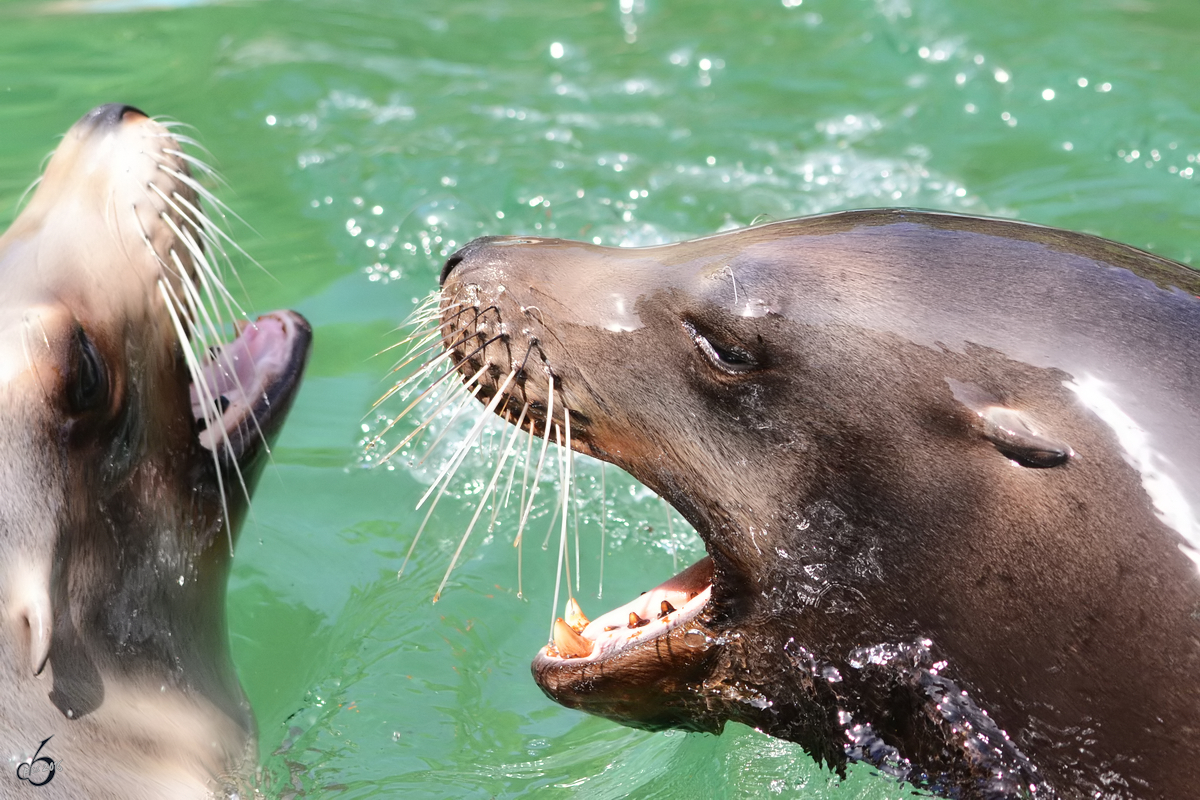 Kalifornische Seelwen im Zoo Duisburg.