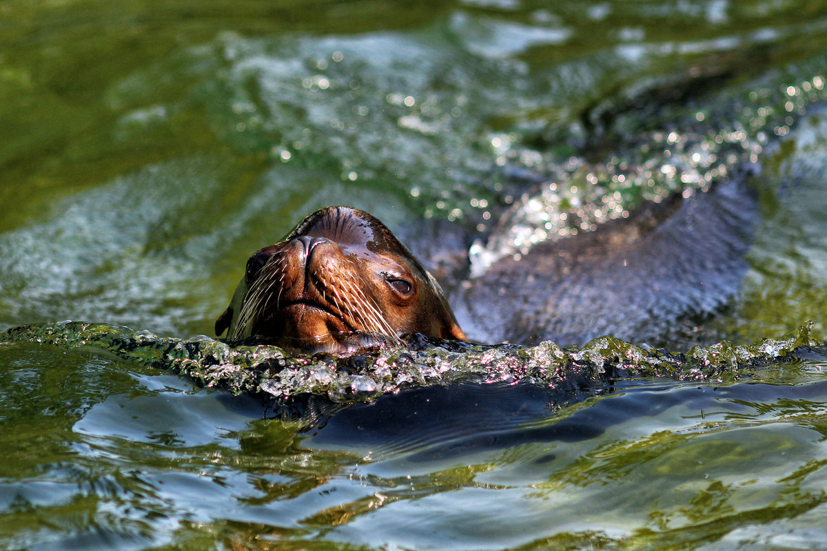 Kalifornischer Seelwe - 12.09.2016 Zoo Berlin