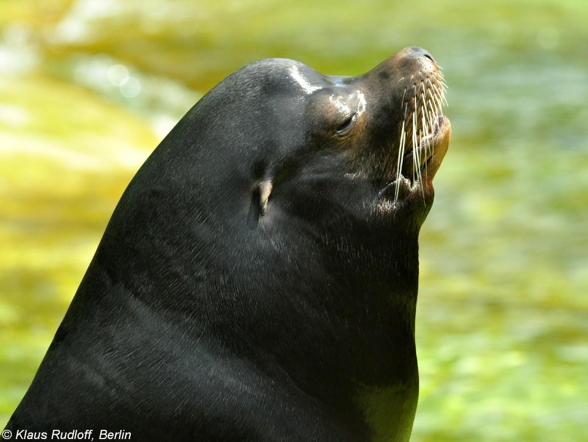 Kalifornischer Seelwe (Zalophus californianus). Mnnchen im Zoo Berlin (Juli 2015).