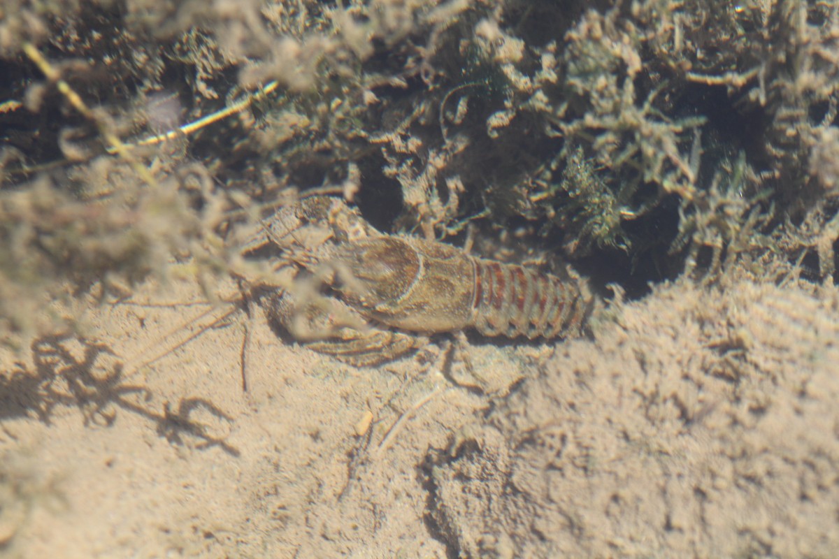 Kamberkrebs (Orconectes limosus, Synonym Cambarus affinis) am 20.7.2010 bei Neuried am Oberrhein. Diese Art wurde 1890 in Europa eingebrgert und vertreibt den Europischen Flusskrebs.