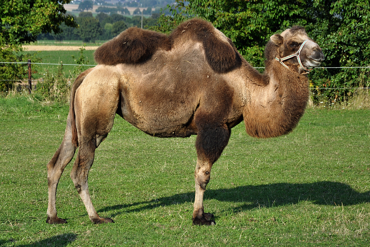 Kamel auf einer Weide bei Euskirchen - 03.09.2013