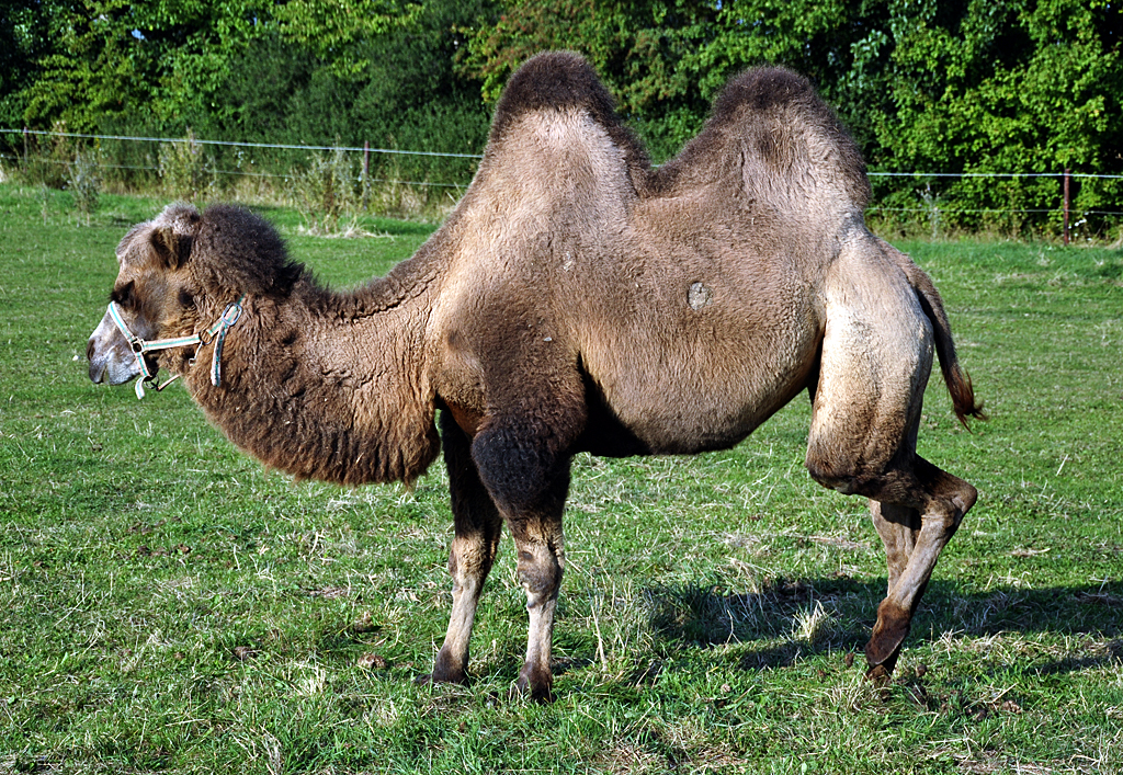 Kamel auf einer Weide in Eu-Stotzheim - 03.09.2013