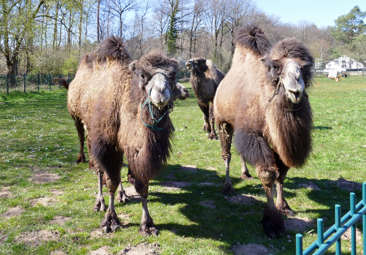 Kamele auf einer Weide bei Stotzheim - 18.04.2020