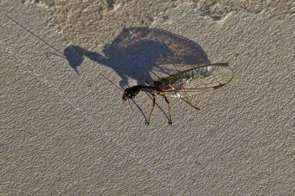 Kamelhalsfliege mit Riesenschatten in der tiefstehenden Morgensonne. 05.2022