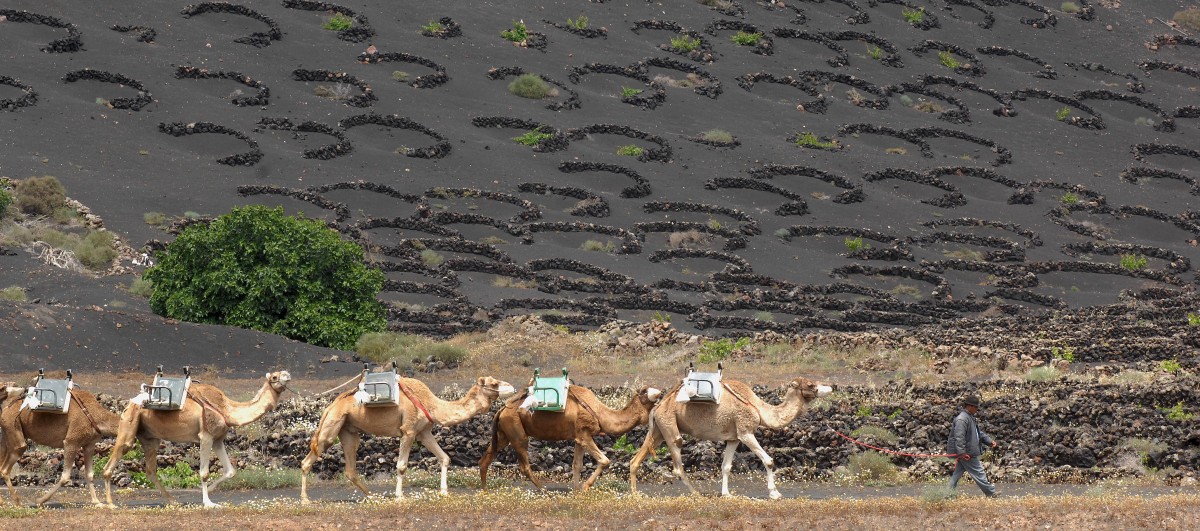 Kamelkarawane in der Nhe von Yaiza auf Lanzarote. Aufnahme: April 2011.