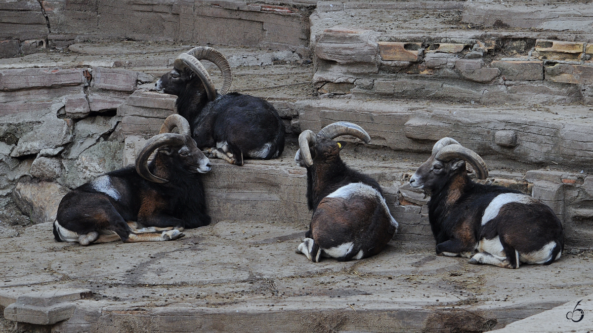 Kamerun-Zwergziegen gnnen sich eine Ruhepause im Zoo Barcelona. (Dezember 2011)