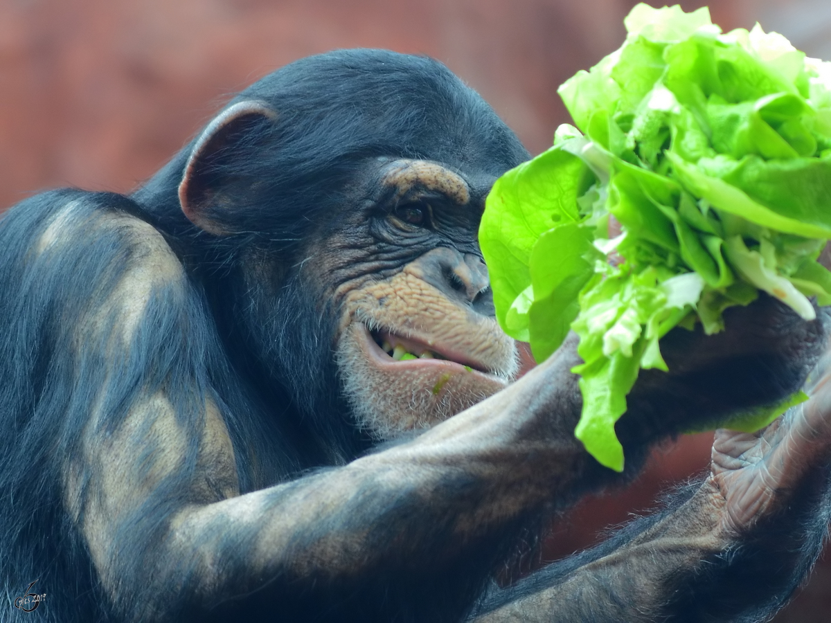 Kampf dem Salat bei den Westafrikanischen Schimpansen im Zoom Gelsenkirchen. (Fenruar 2011)